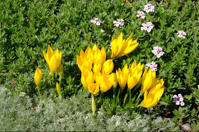 Sternbergia lutea